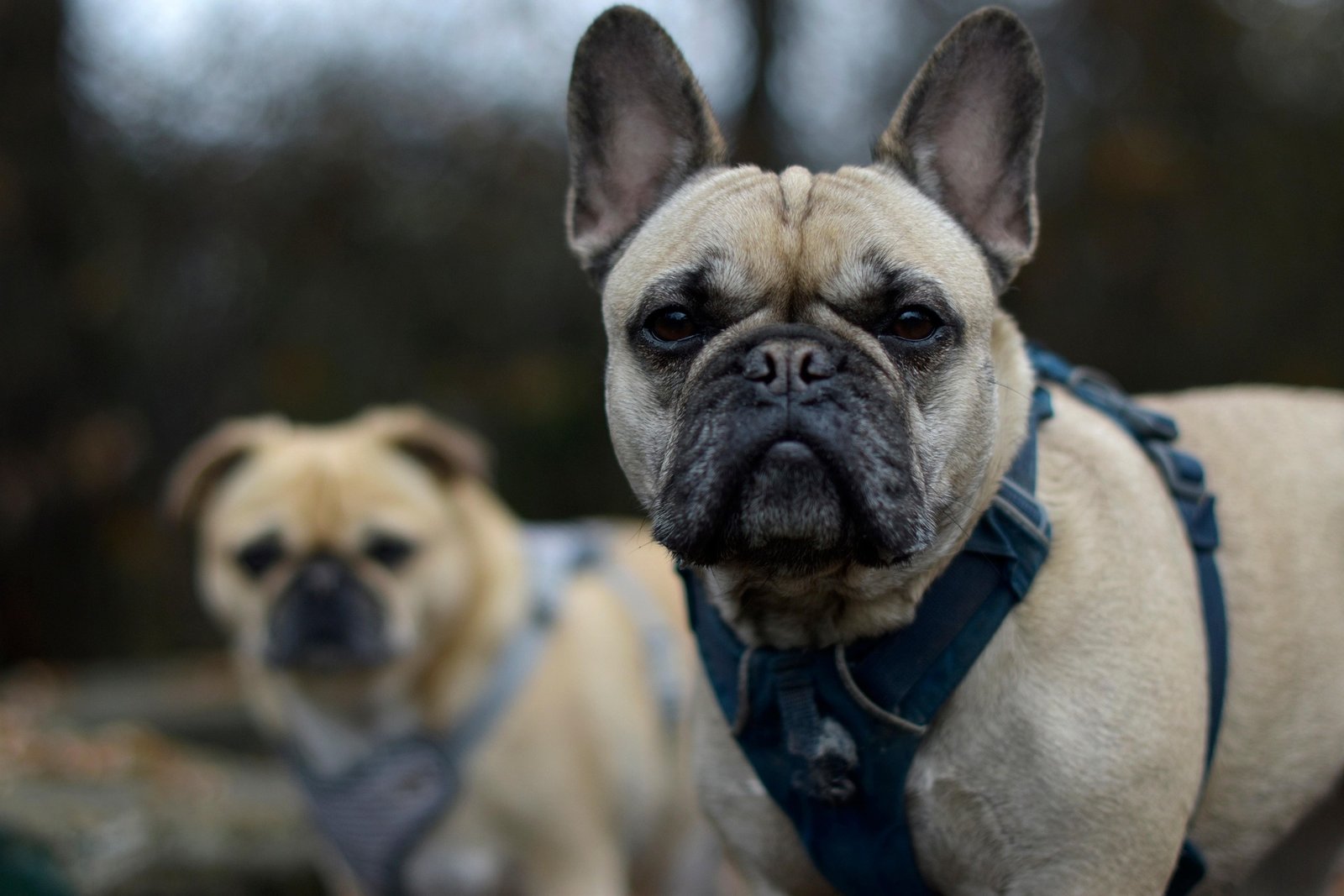 French Bulldogs: A Charming Companion