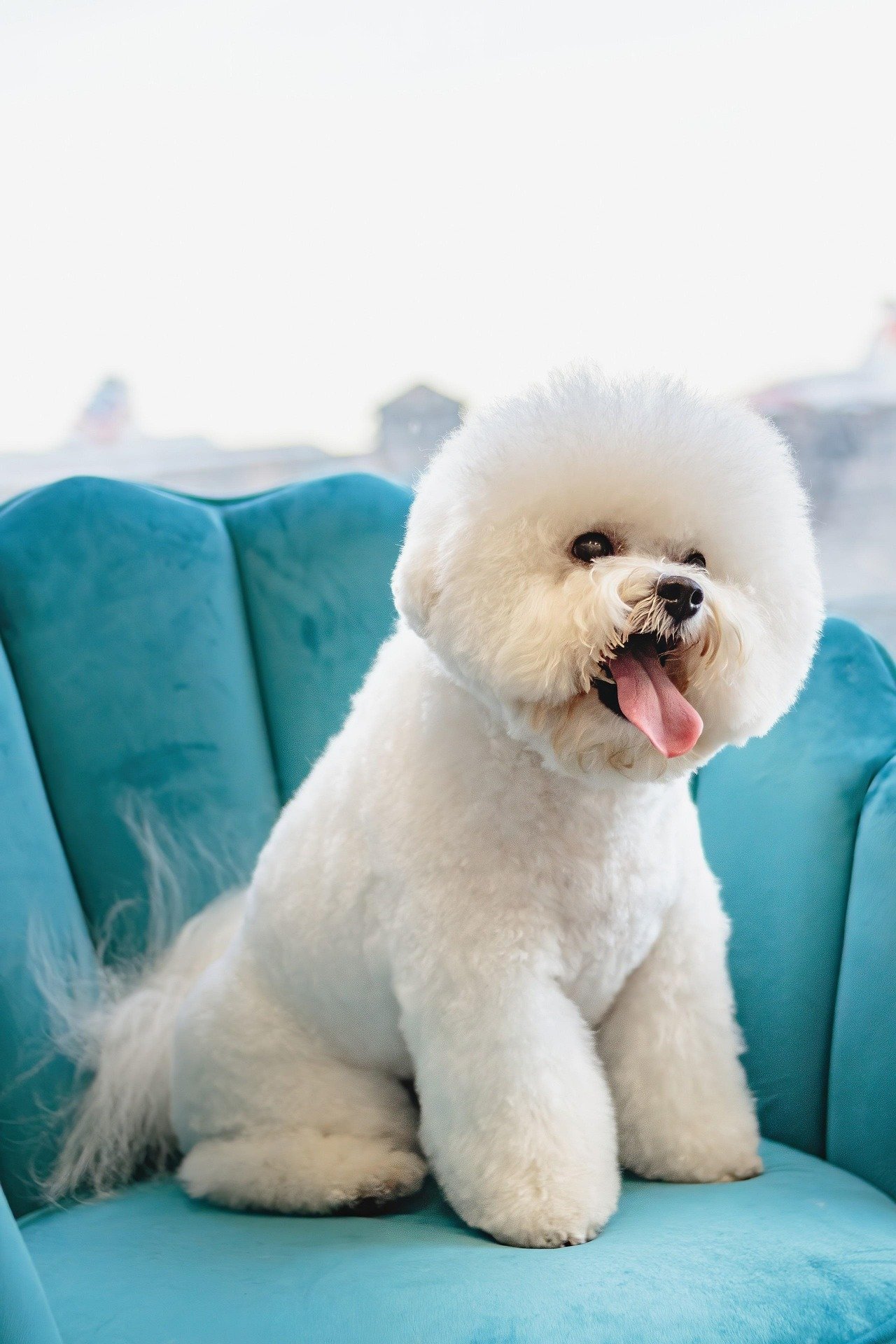 Say Goodbye to Itchy Skin: Telltails’ Ultimate Dog Grooming Solutions