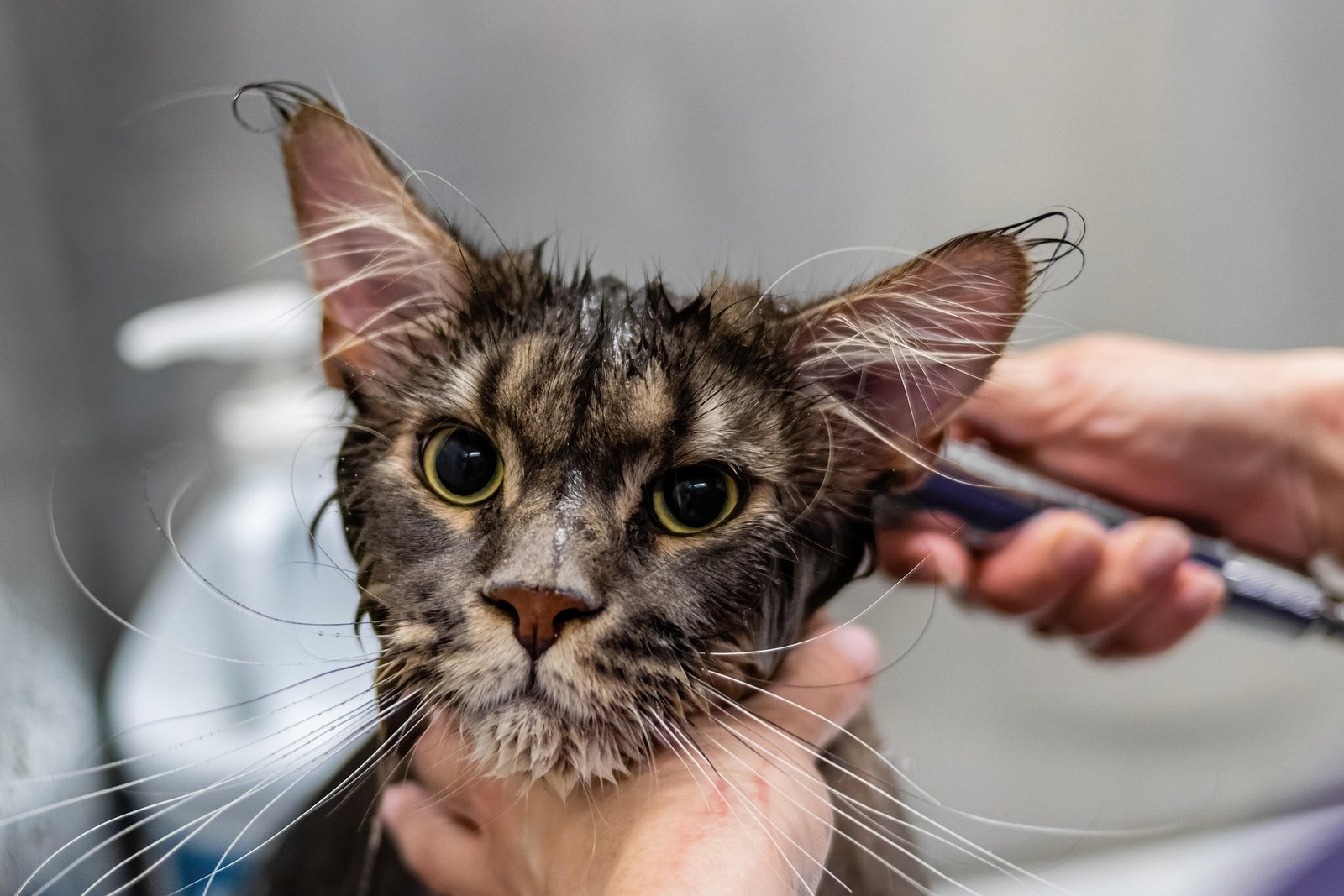Understanding Your Pet Grooming Needs