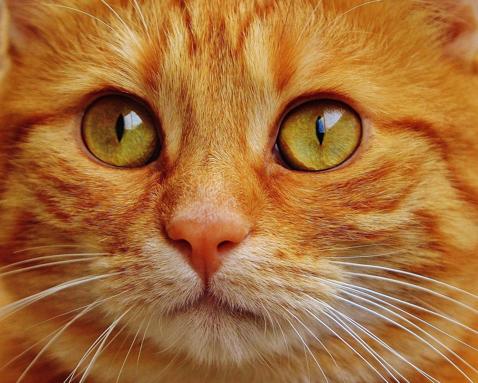 Why are Cats so Cute?