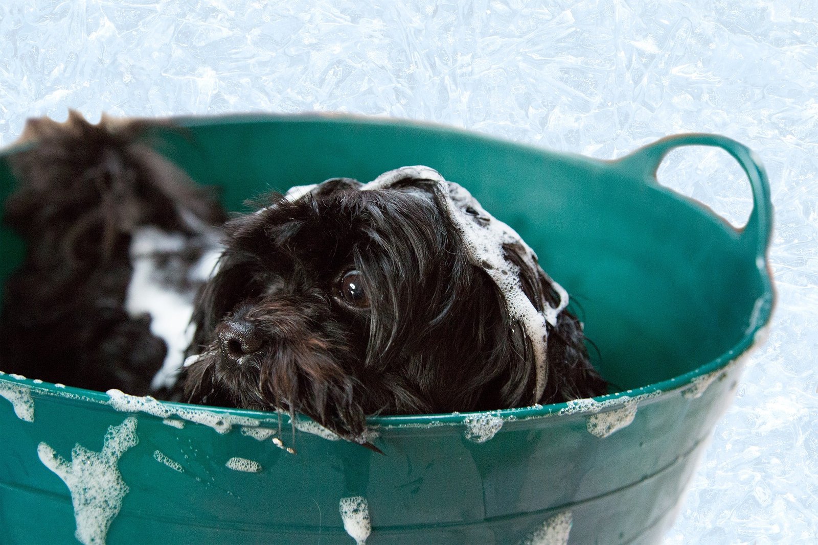 Best Anti-Tick & Anti-Itch Dog Shampoos in India