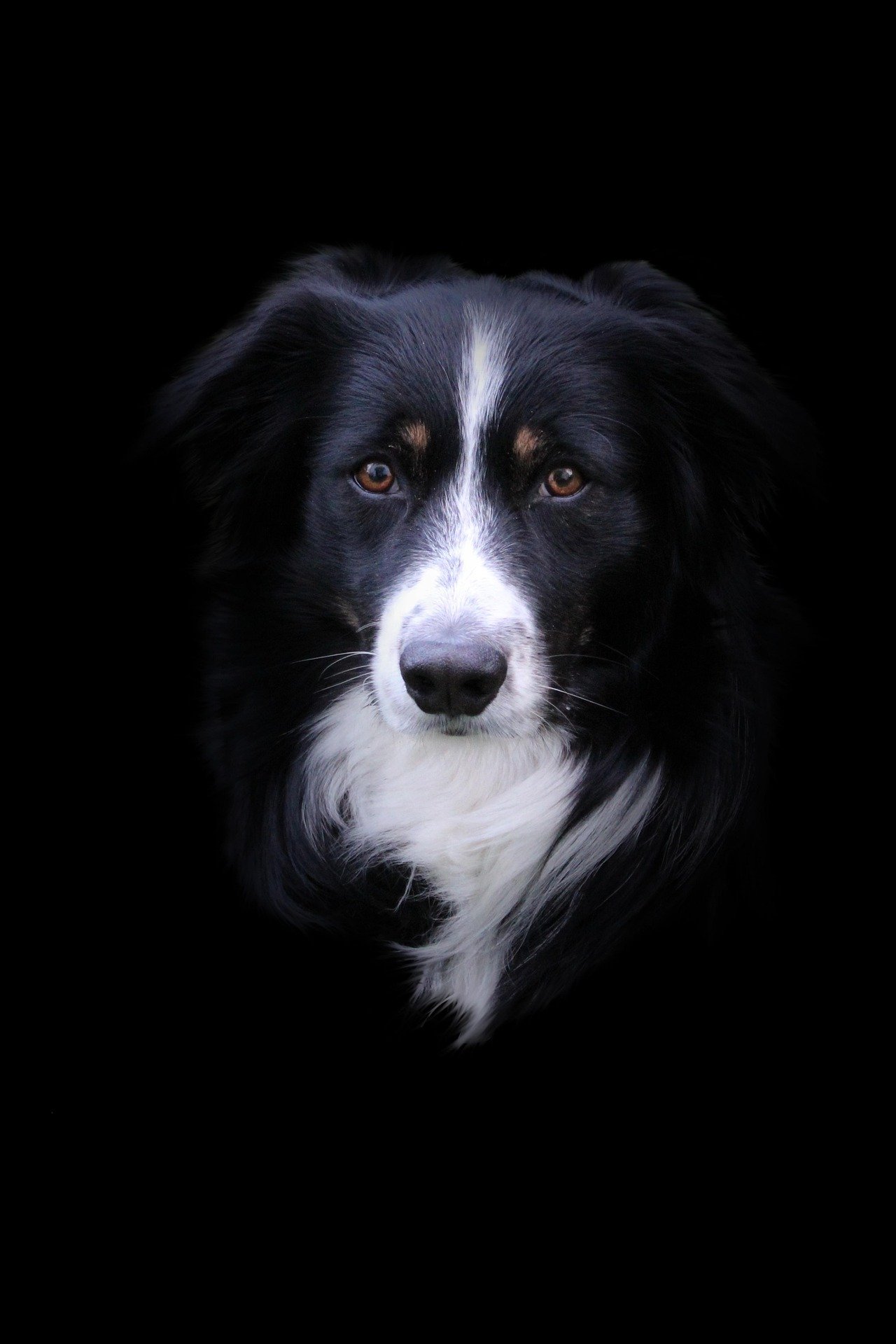 Is a Border Collie Good for the Indian Climate?