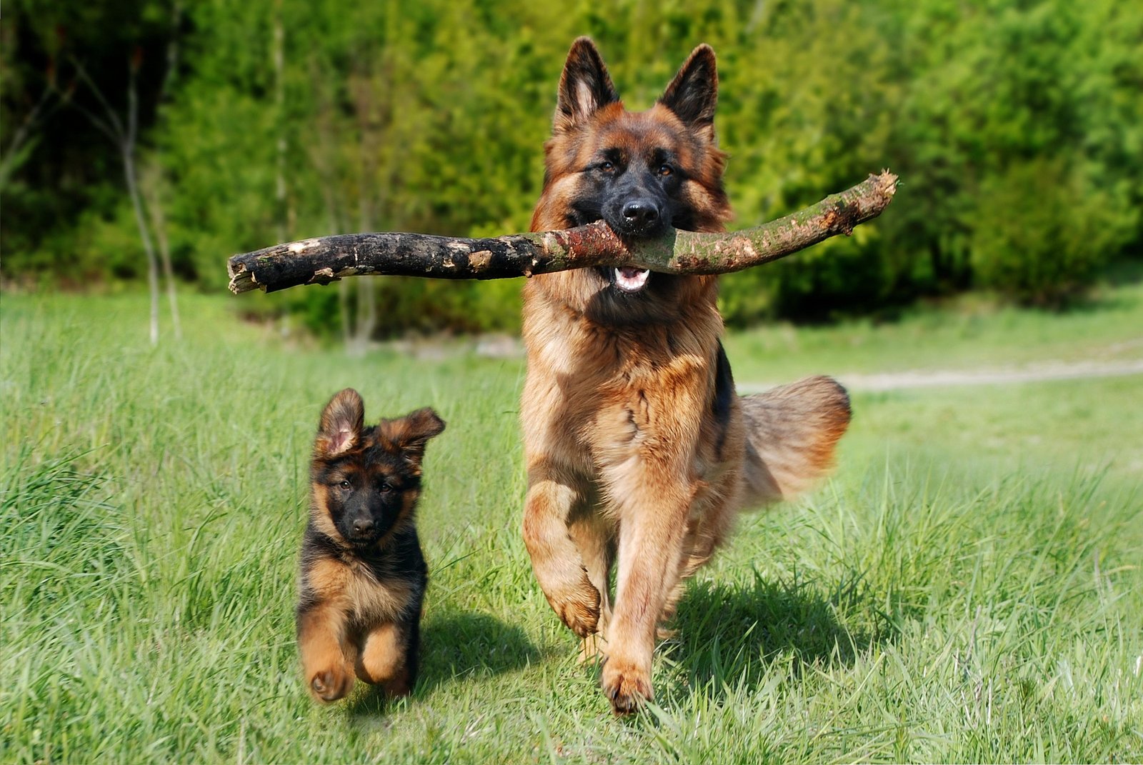 The Diverse Types of German Shepherds