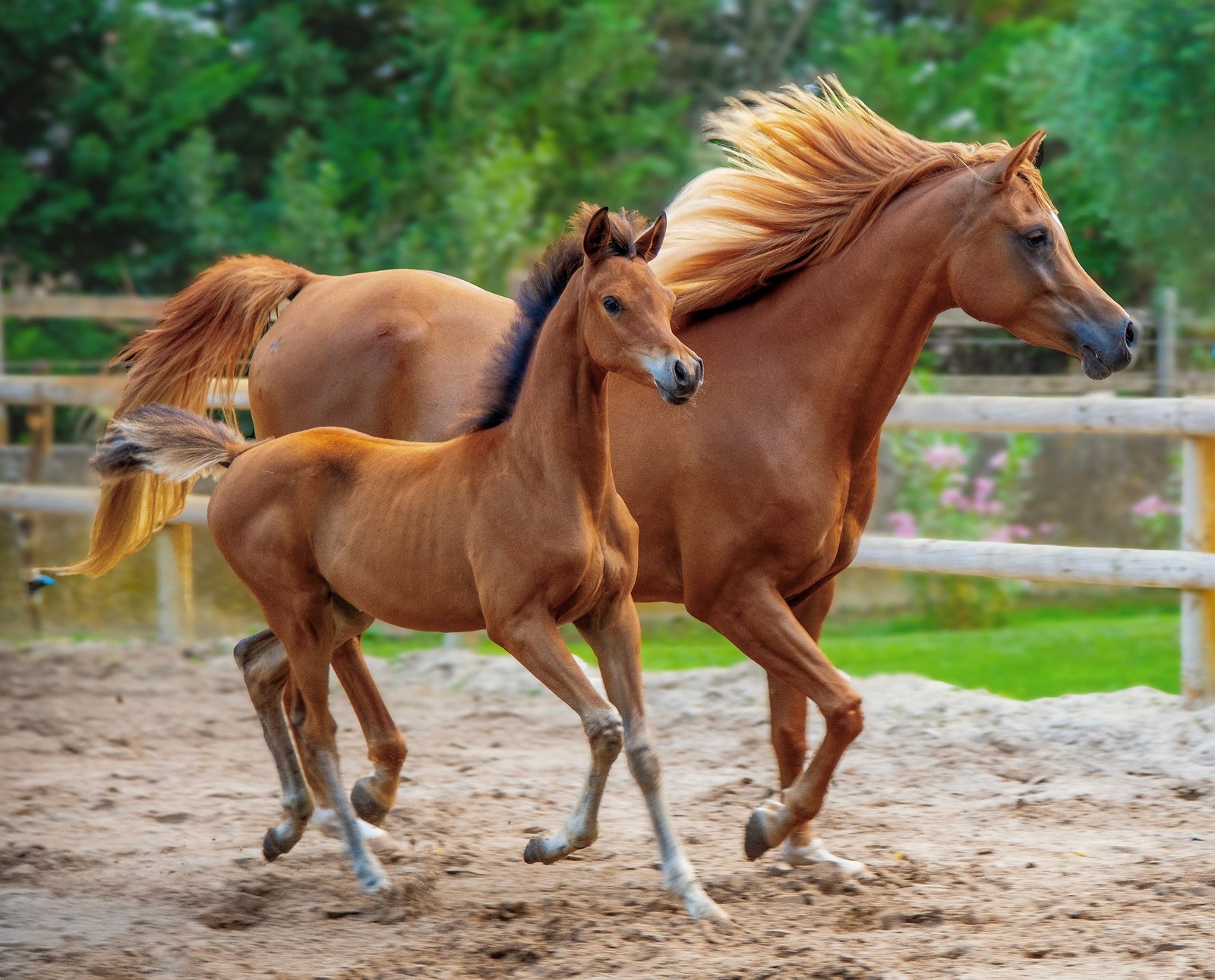 Al-Ameera Stud: A Legacy of Excellence in Purebred Arabian Horse Breeding