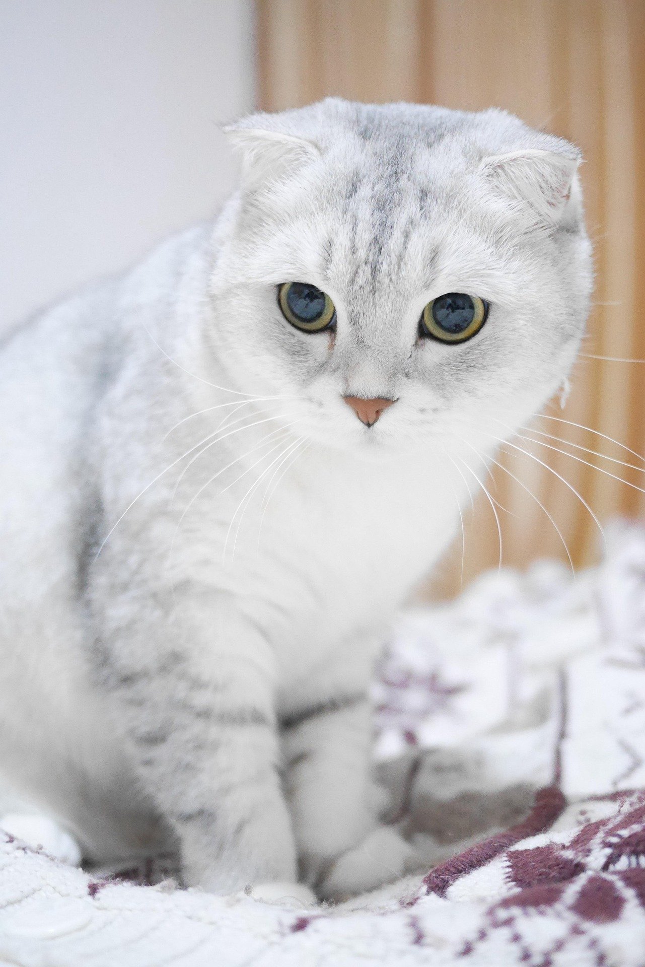 Everything You Need to Know About the Scottish Straight Cat
