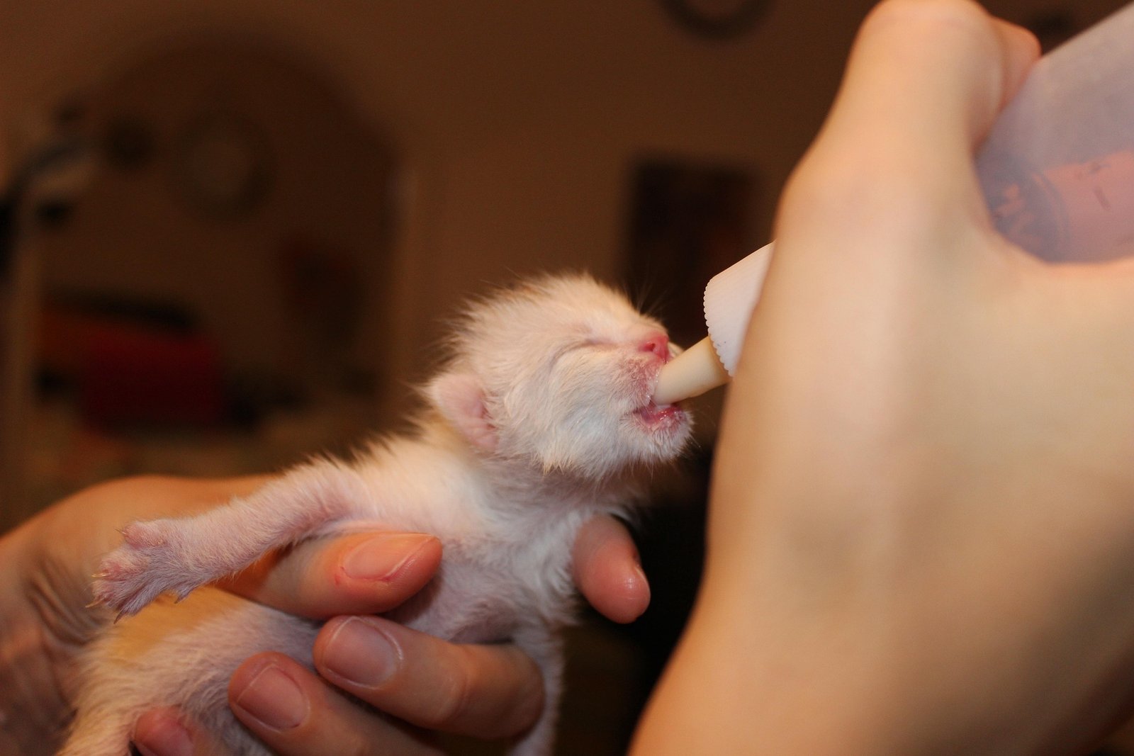 Boost Your Puppy’s Health with Gelacan Plus Baby!