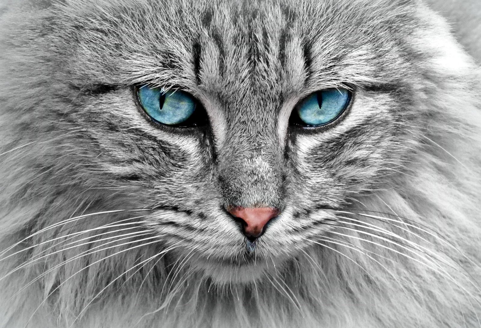 Are Hypoallergenic Cats Really a Solution For Allergy Sufferers
