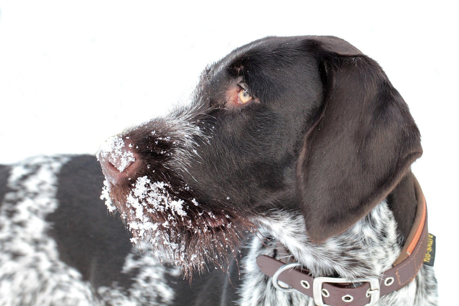 The Best Dog Clothes to Buy This Winter Season for Pets