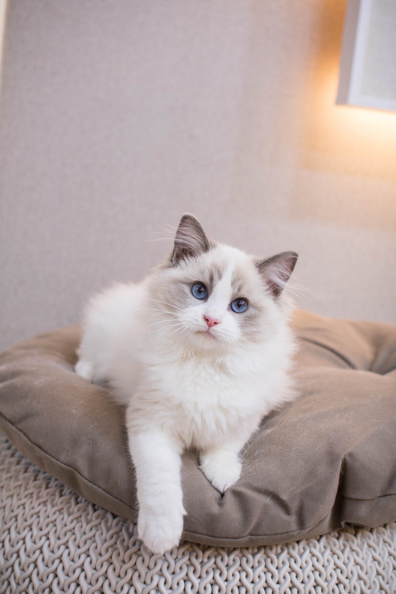 Discovering the Rare Beauty of the Brown Ragdoll Cat