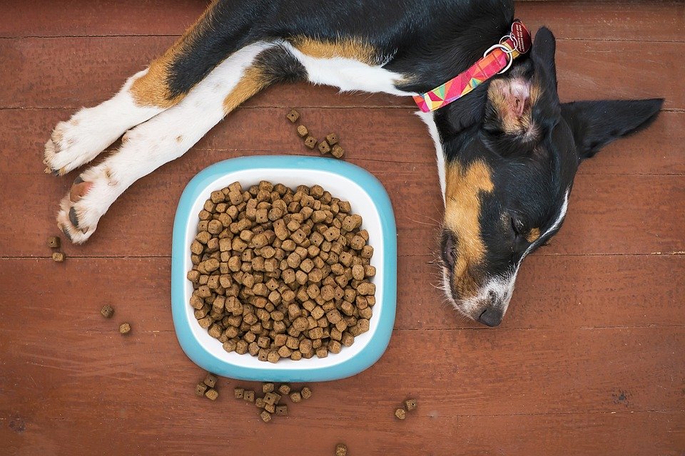 Hypoallergenic Dog Food Explained
