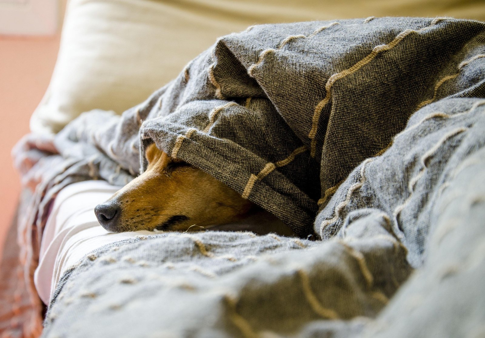 Designer Dogs Explained: What to Know Before Adopting Your Perfect Pet