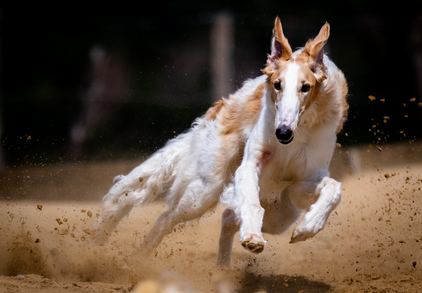 Rocket Dog Best Breeds for Fast Runners