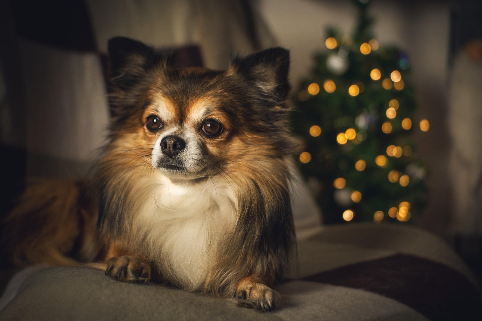 What Makes Festive Dog Clothes the Perfect Gift for Your Pup?