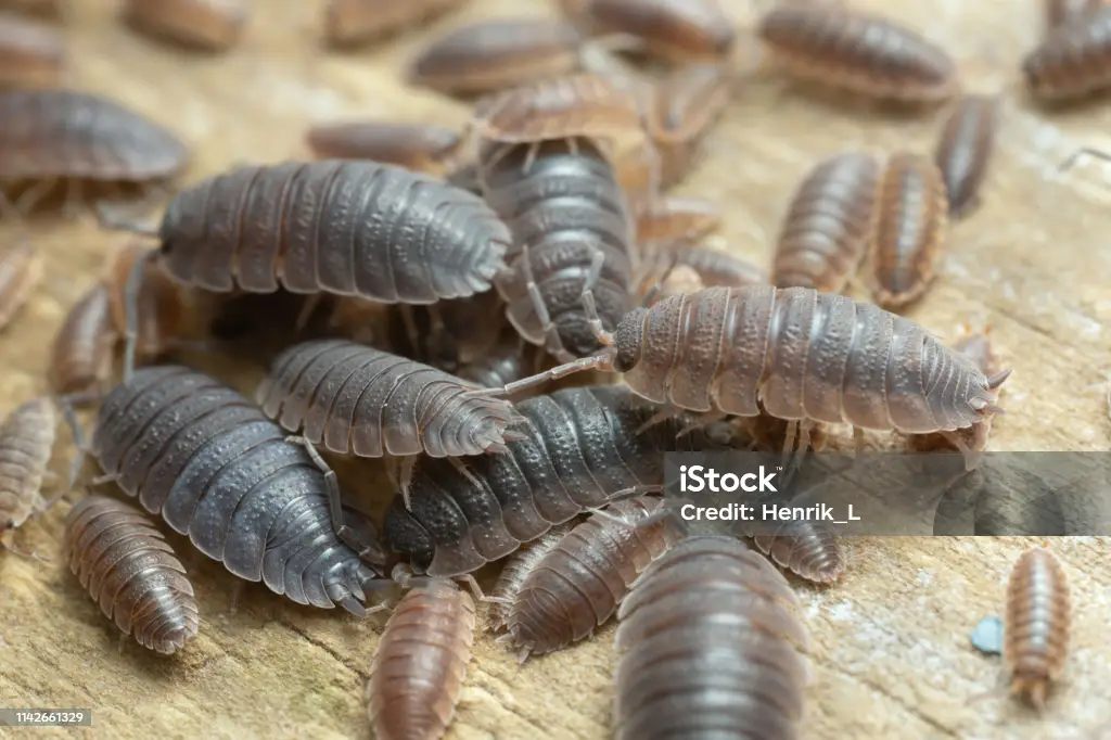 Best Possible Details Shared About Isopods
