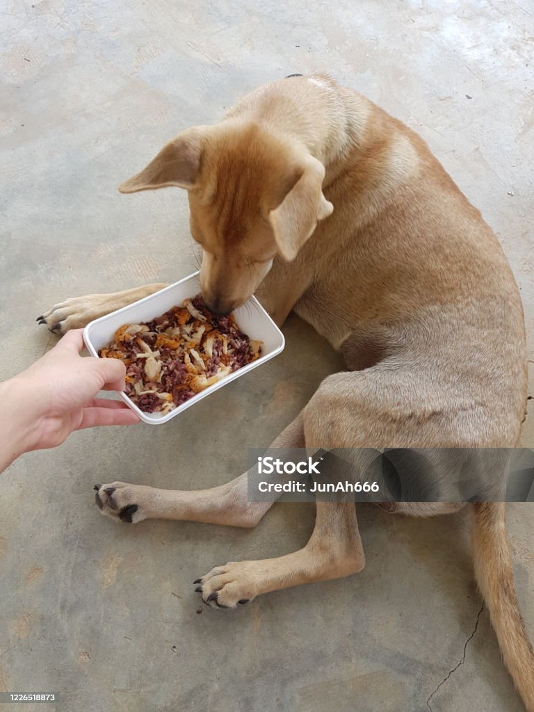 Burns Dog Food – A Complete Guide