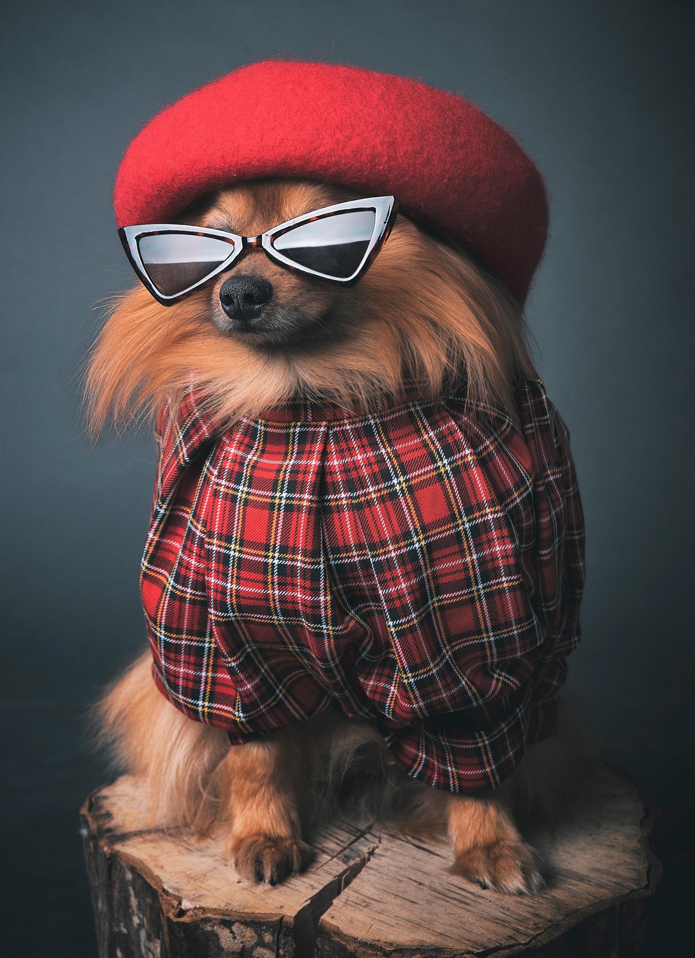 Stay Cool, Look Cute: Top Picks for Summer Dog Outfits