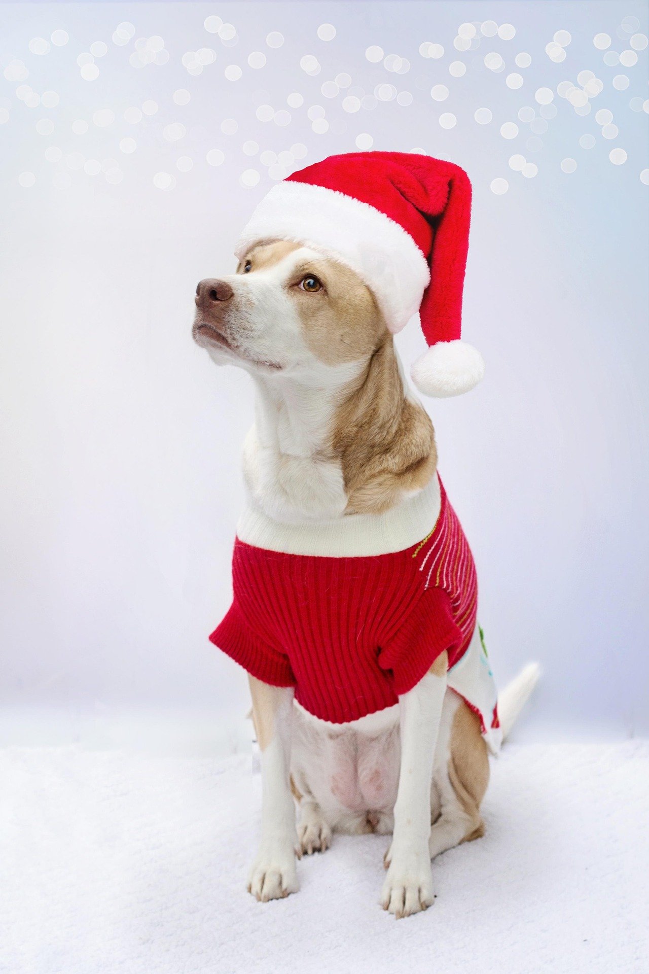 Find Stylish Winter Dog Clothes & Dog Sweaters Here