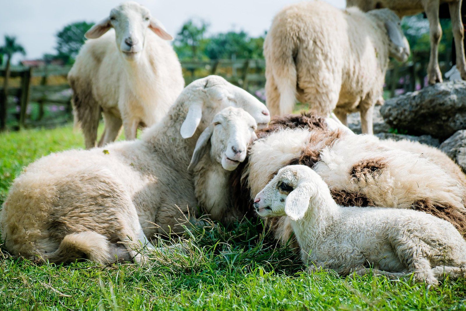 The Ultimate Children’s Farm Animal? Why Valais Blacknose Sheep Steal Every Heart
