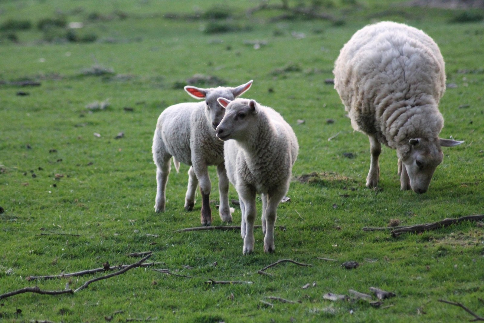 Why Black Faced Sheep Are Breeding Buzz in Boutique Agriculture