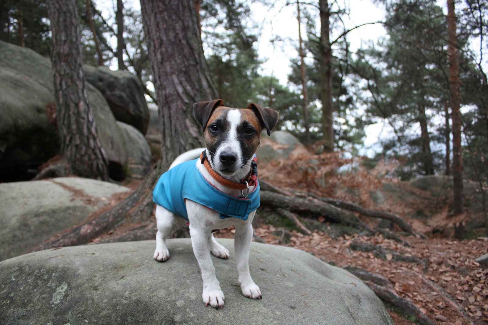 Top 5 Dog outfits for this Rakhi Season