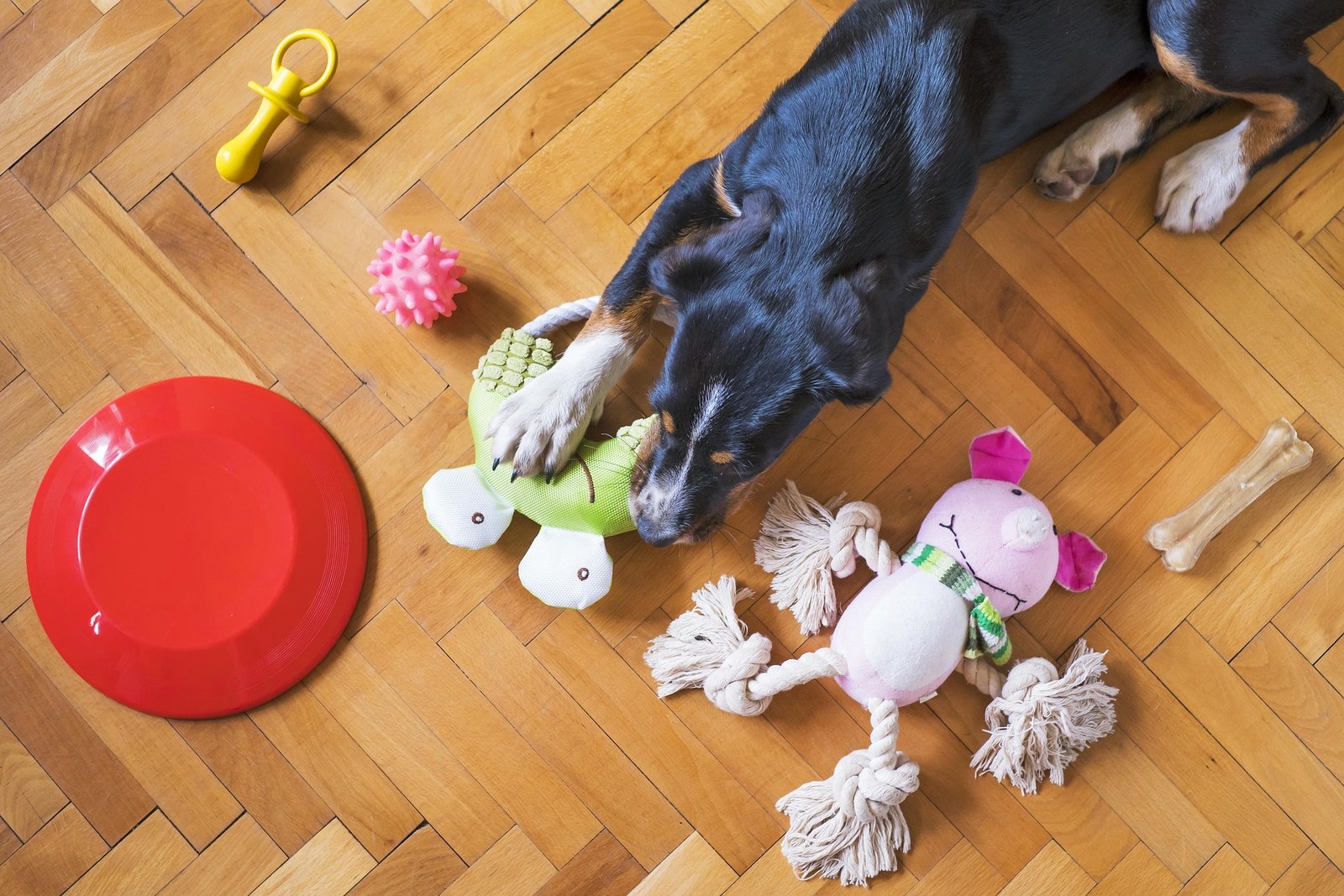Dog Toys Toy – Keep Your Pet Active