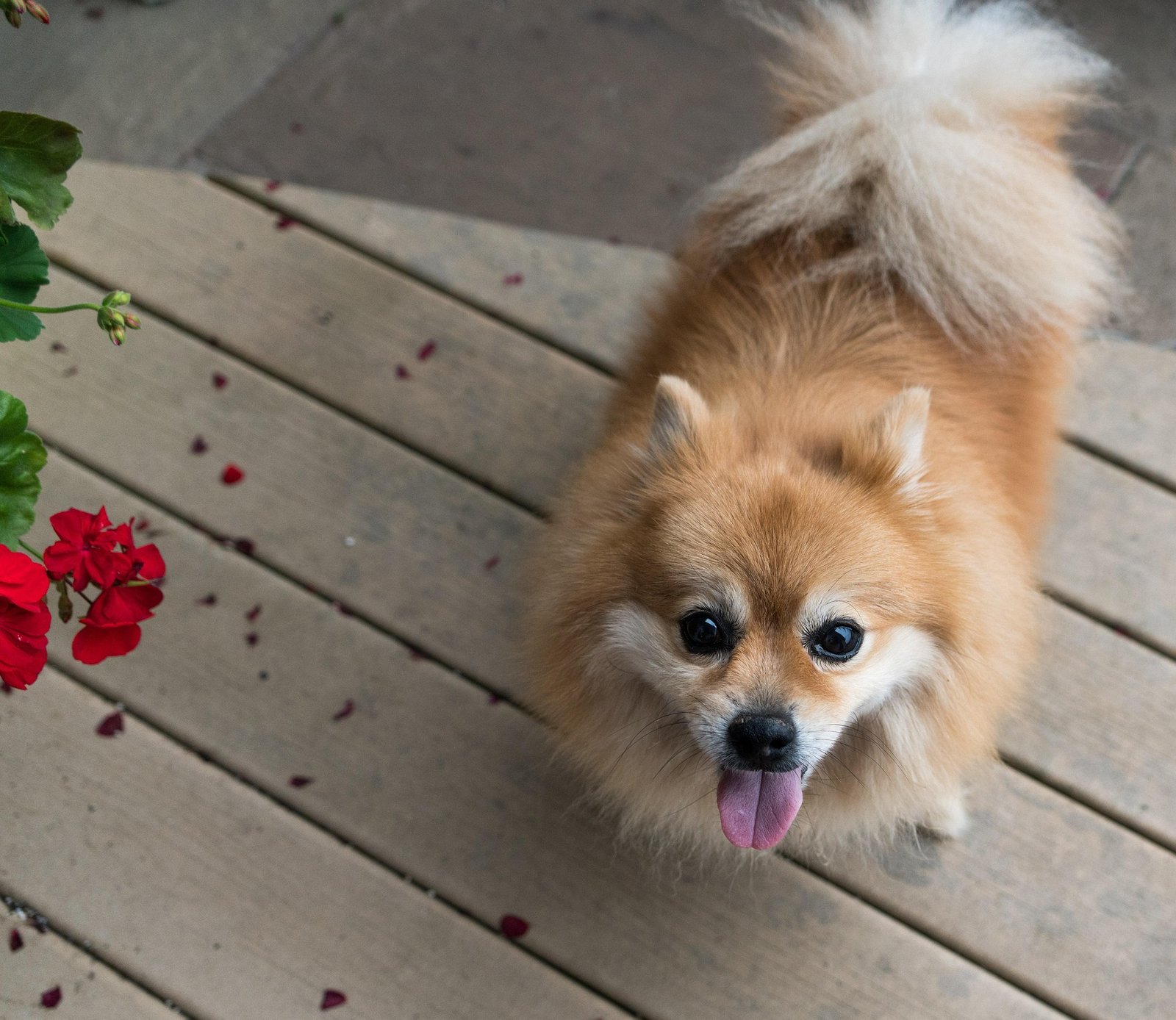 Fluffy Dog Big Breed-Grooming Guide