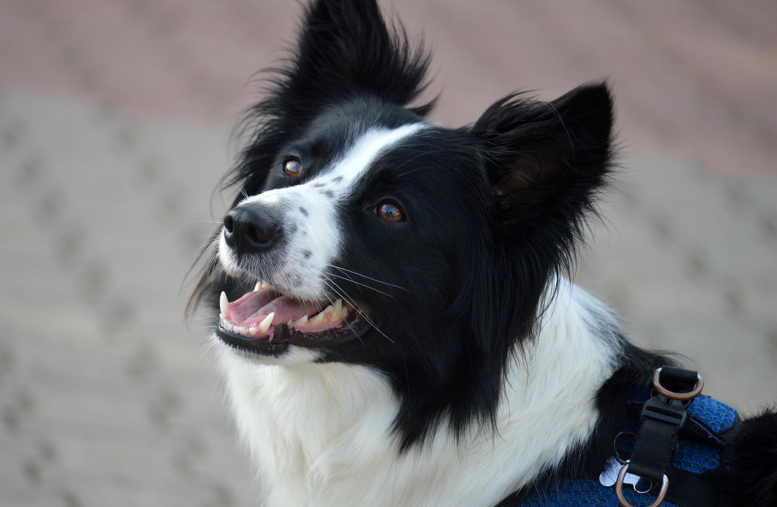 Get 2 Dog Harnesses for the Price of 1 – Limited Offer!