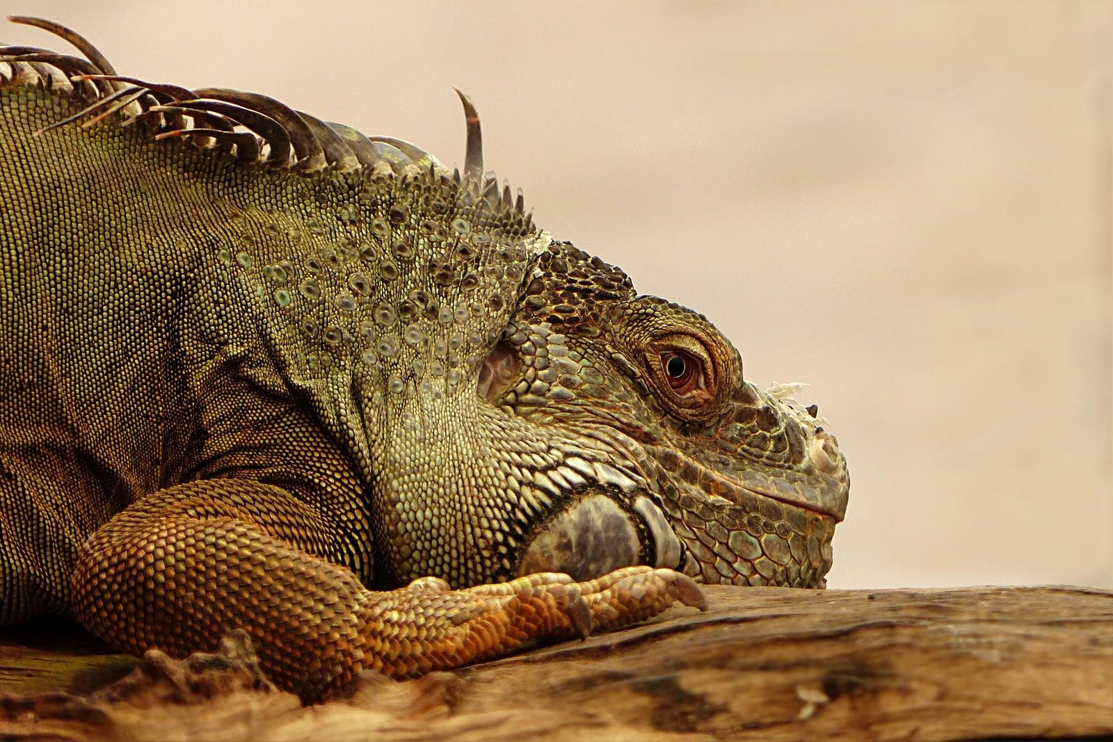Does Pennsylvania Allow Exotic Animals as Emotional Support Pets?