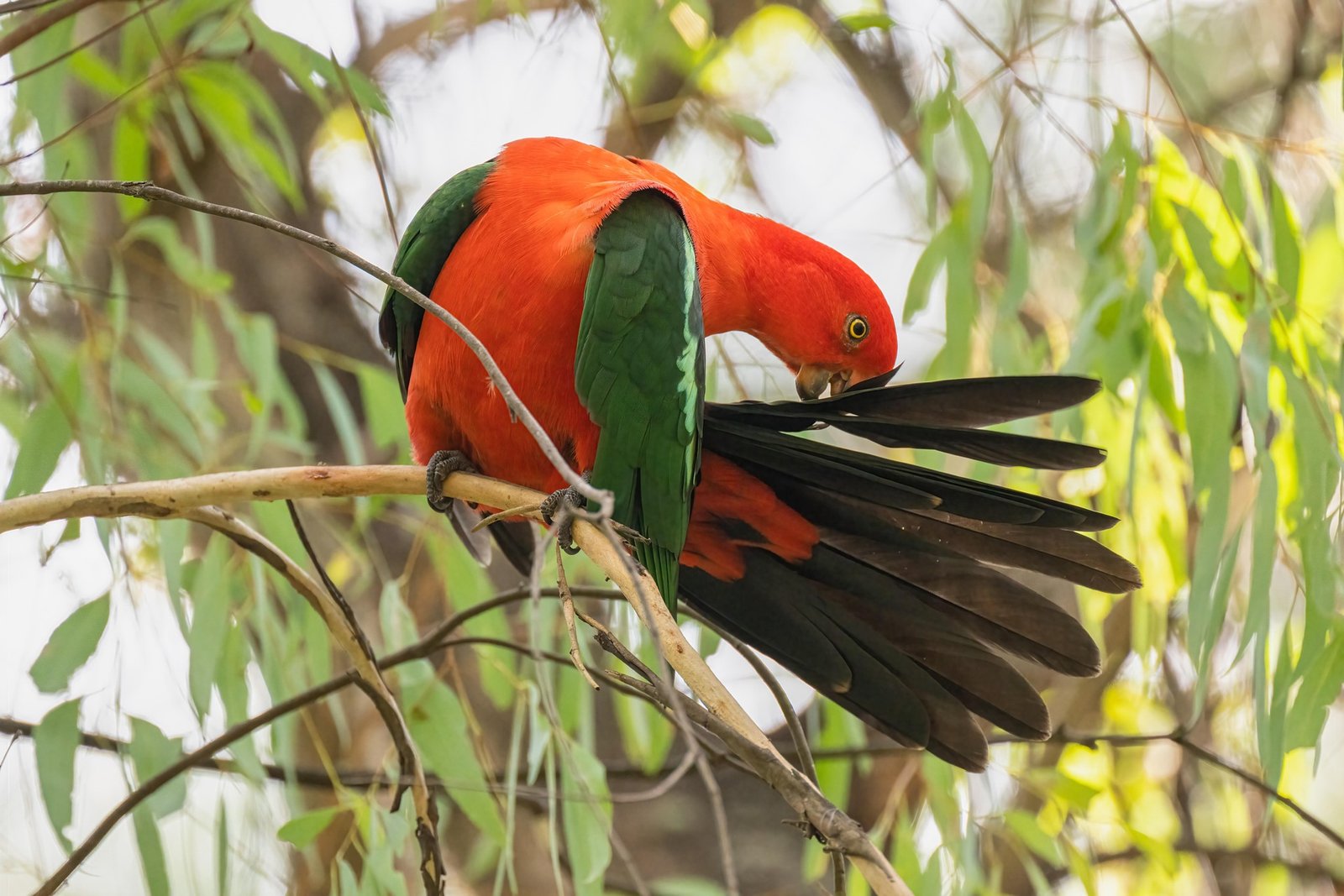 Parrots for Sale in the UK — Find Your Perfect Feathered Companion