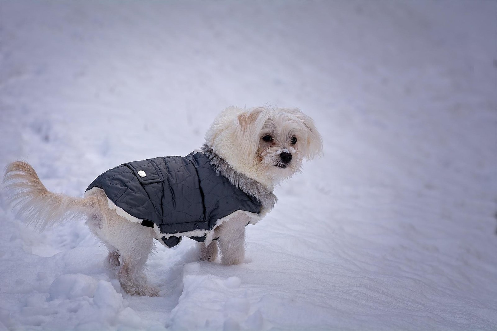 How Can Stylish Dog Clothes Make Festivals Special for Pets?