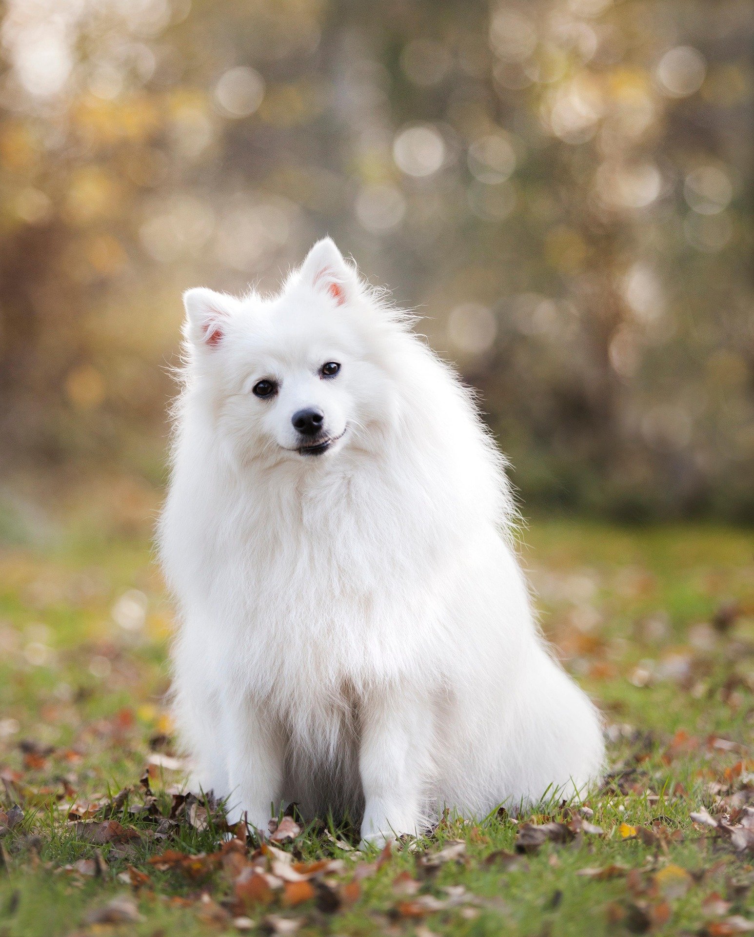The Most Adorable White Fluffy Dog Breeds