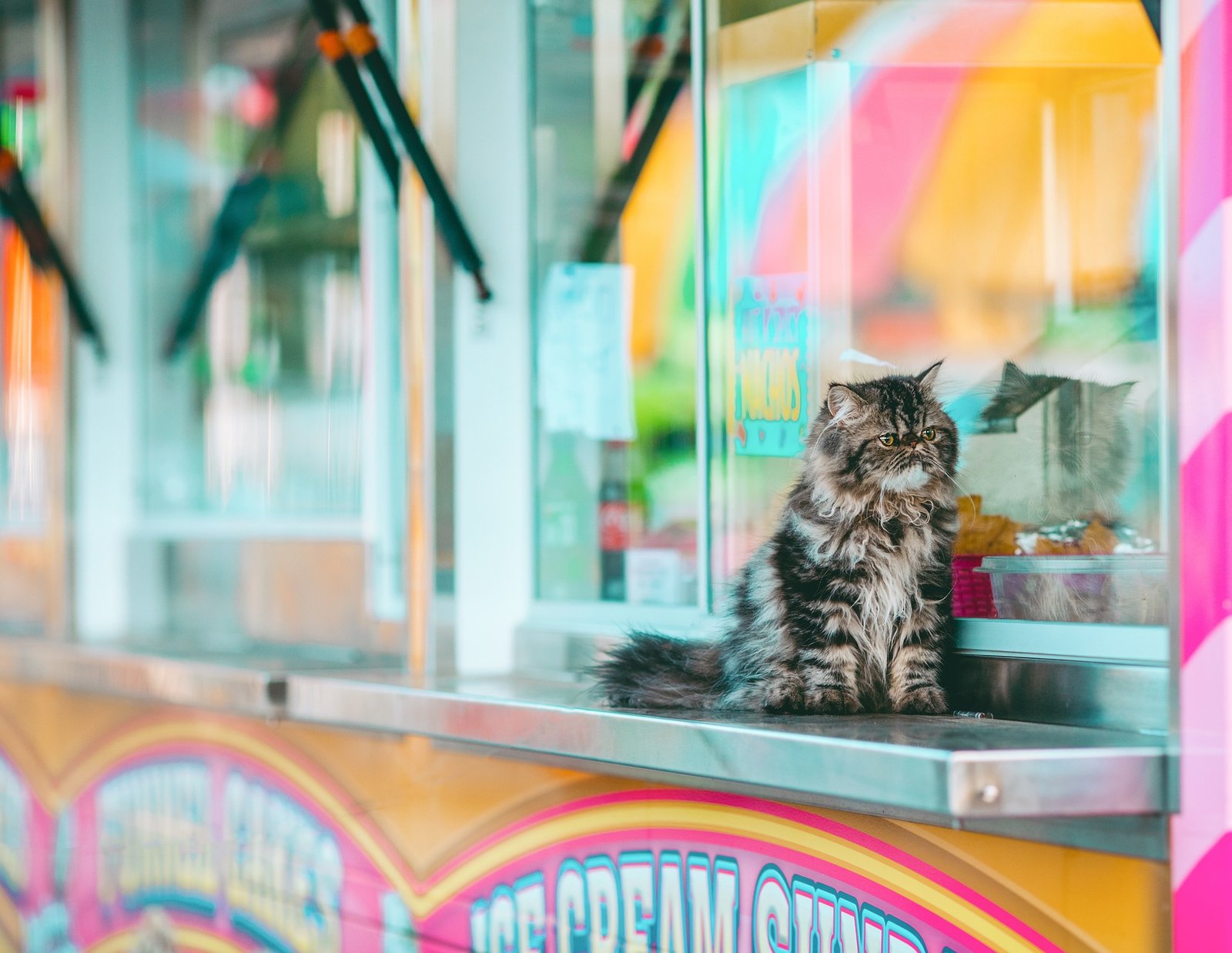 The Growth of the Pet-Friendly Travel Market