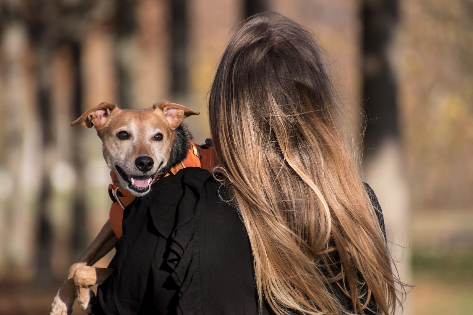 Top Reasons to Choose Professional Pet Groomers in Bangalore for Your Dog