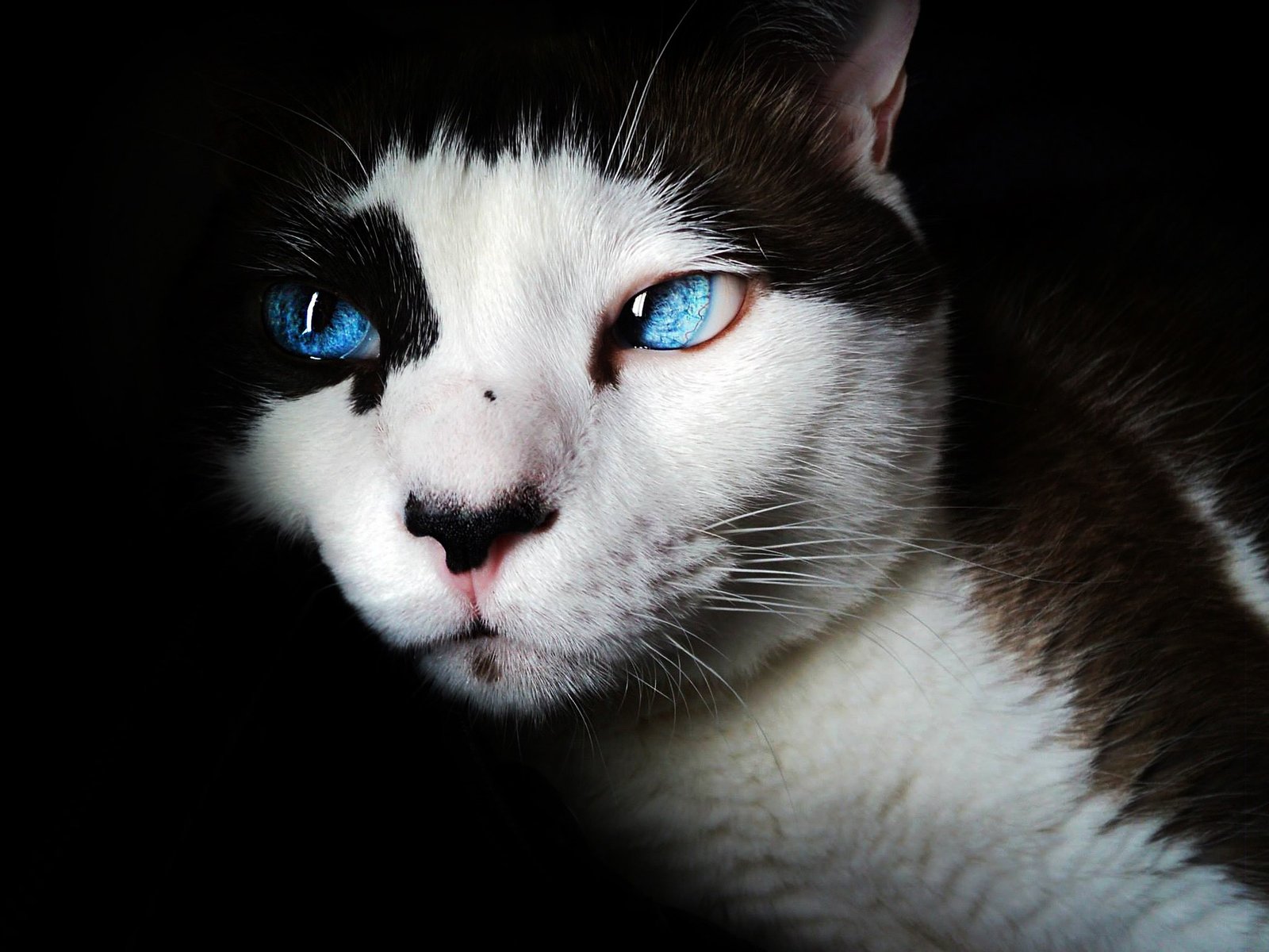 Why Do Siamese Cats Meow So Much? Understanding Their Chatty Nature