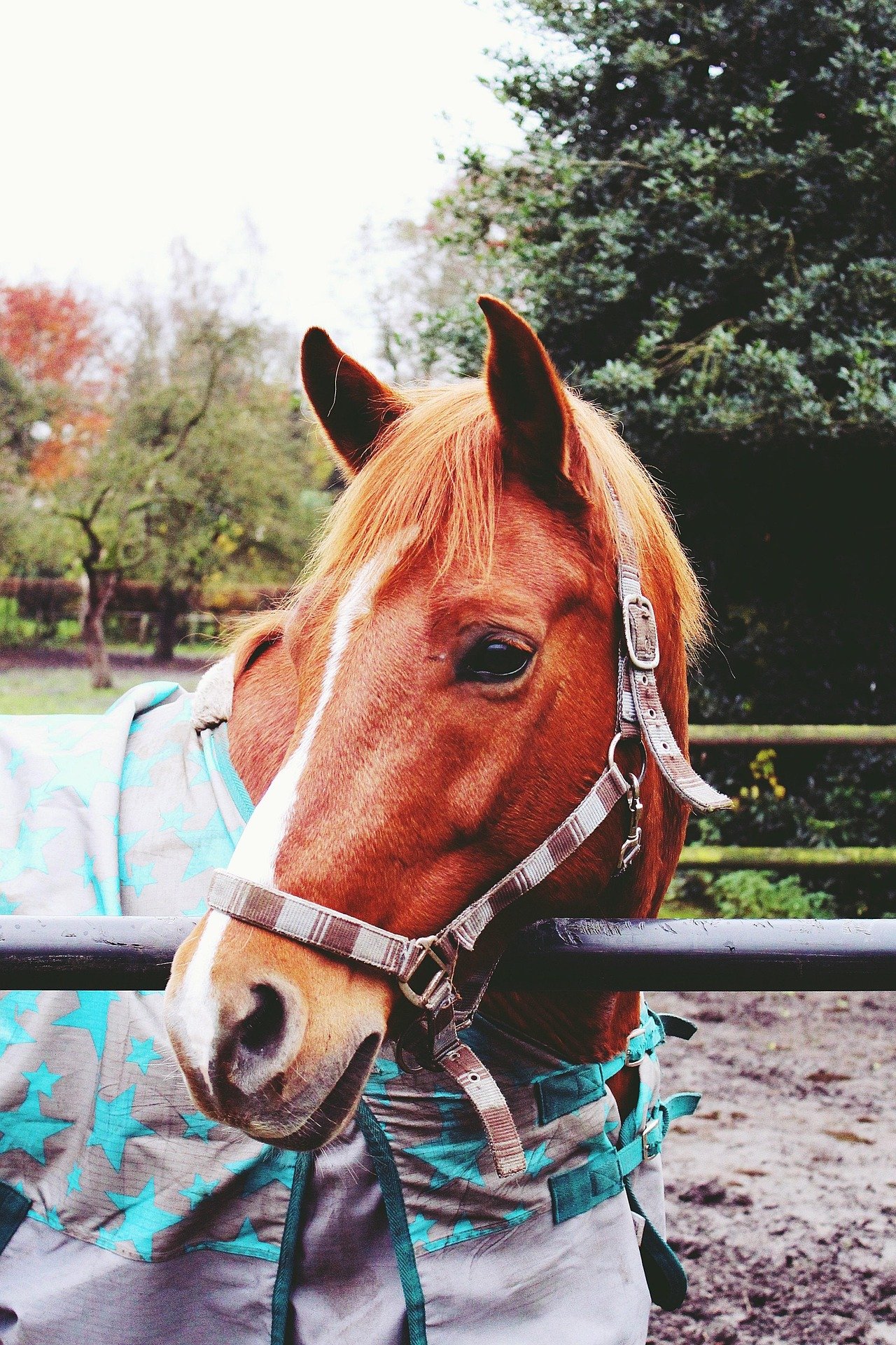 Nationwide Horse Shipping: Top Tips for Selecting the Best Carrier for Your Horse’s Journey