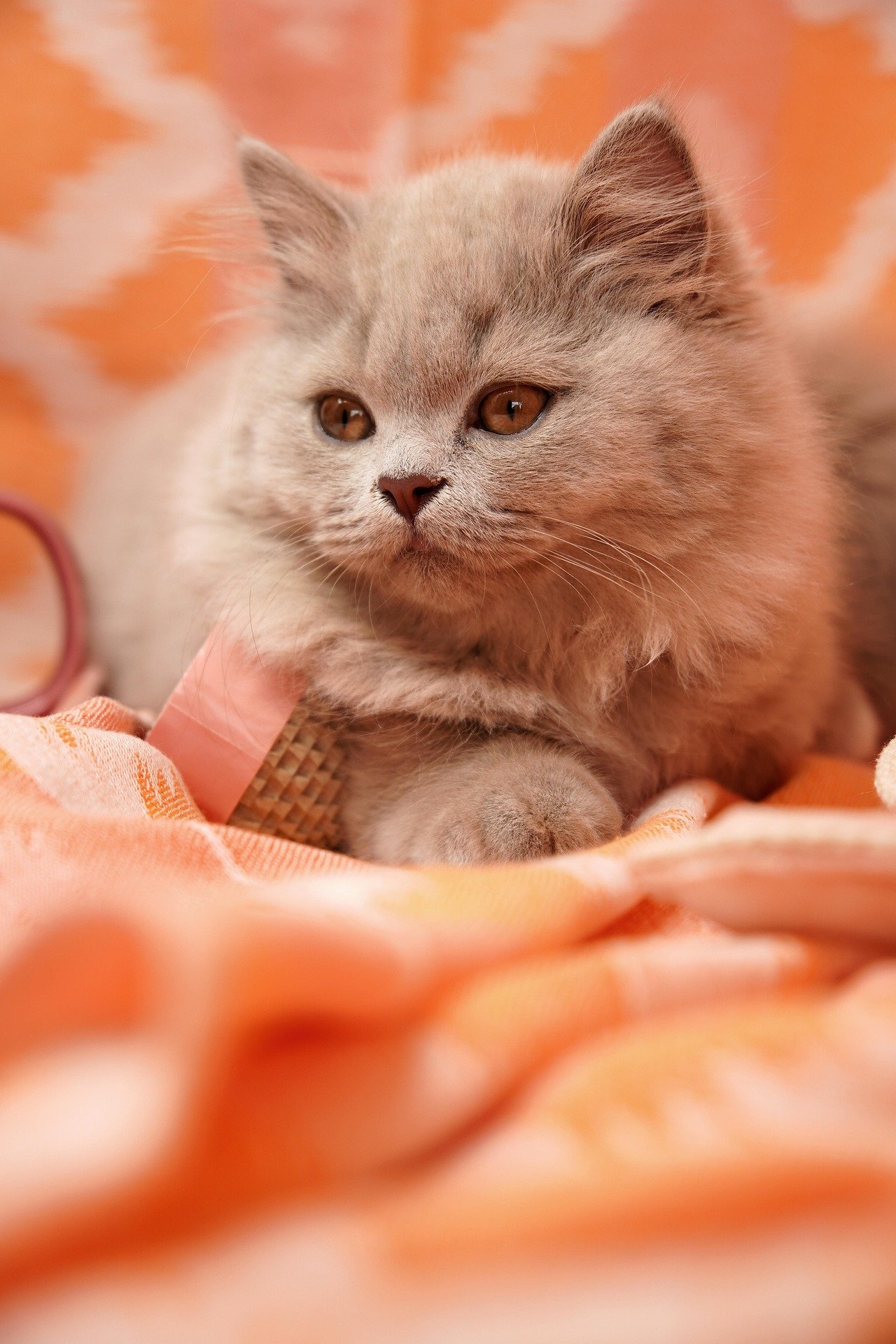 Common Health Issues in Munchkin Cat